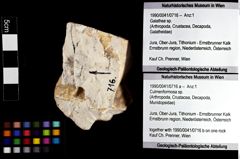 Foto (Objket + Etiketten) von Culmenformosa sp. 